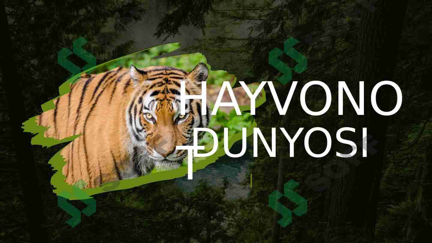 O'rmon hayvonlari 1