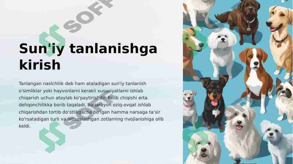 Suniy Tanlanish 1
