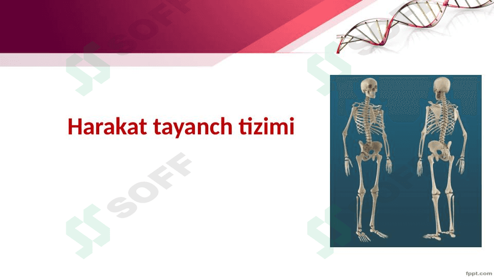Tayanch va harakatlanish organlari. 1