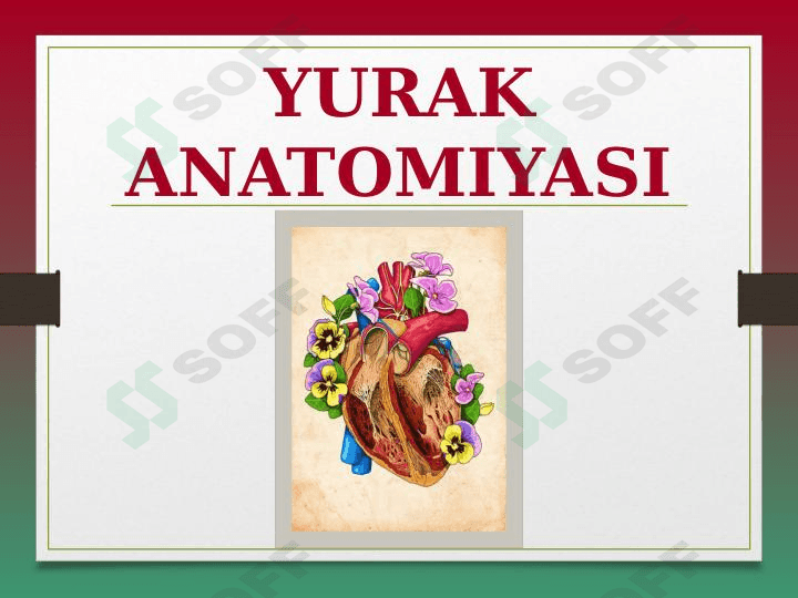 YURAK ANATOMIYASI 1