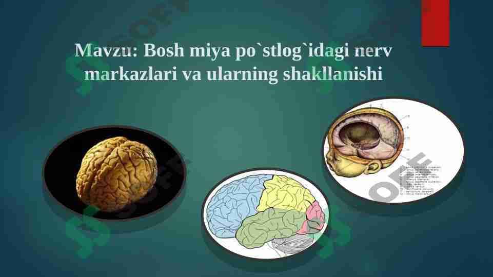 Bosh miya po`stlog`idagi nerv markazlari va ularning shakllanishi 1