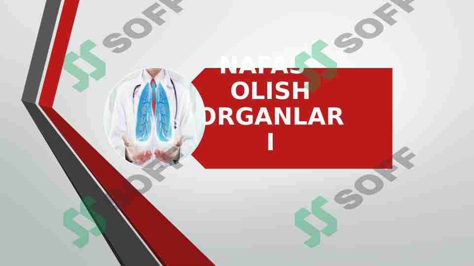 NAFAS OLISH ORGANLARI 1