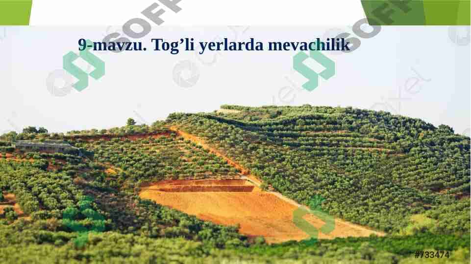 Tog’li yerlarda mevachilik 1