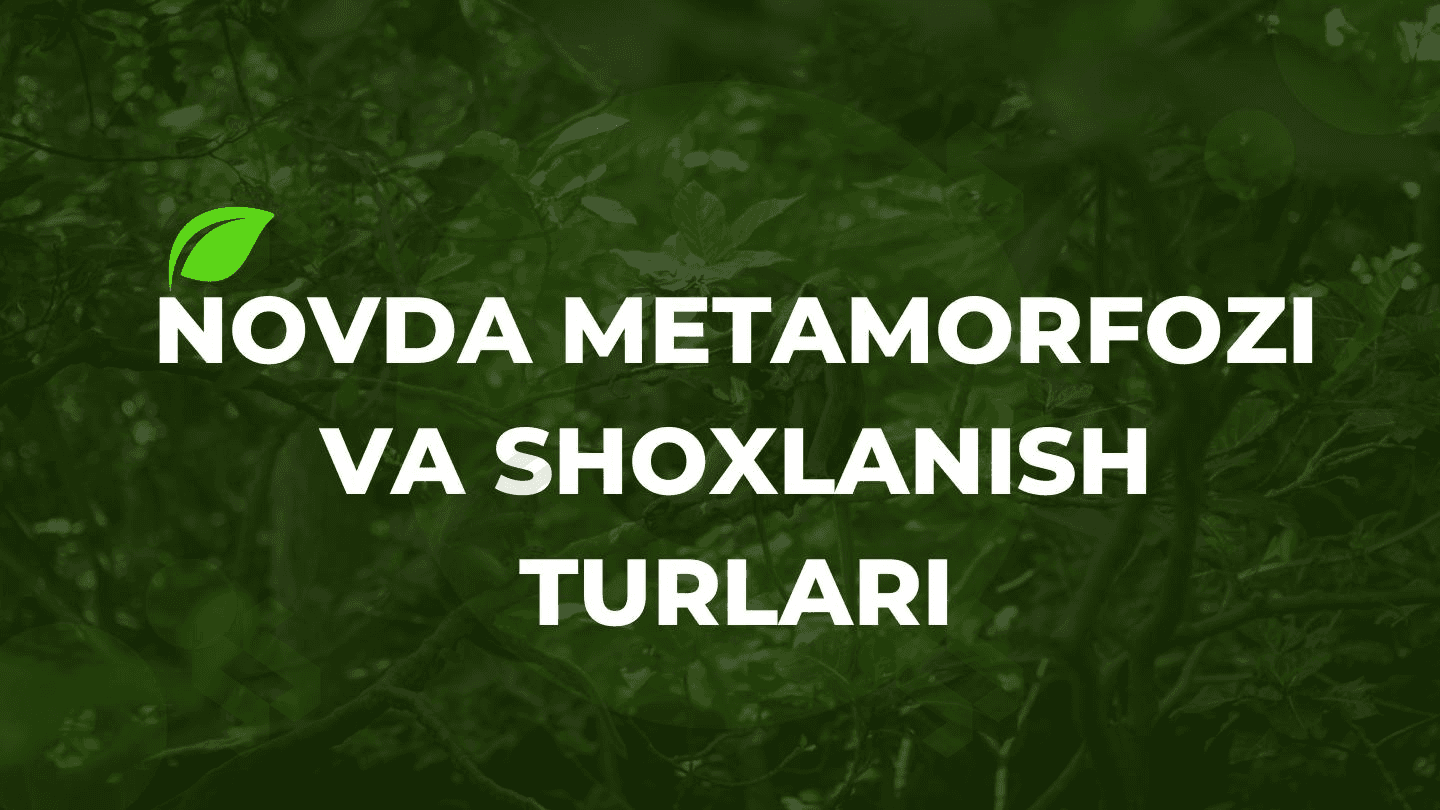 Novda metamorfozi va shoxlanish turlari 1
