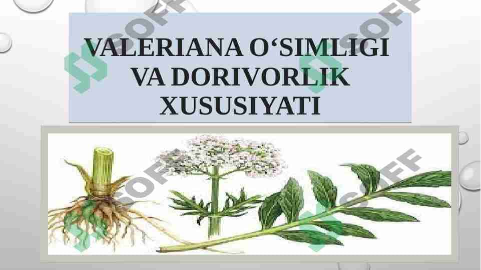 Valeriana o‘simligi va dorivorlik xususiyati 1