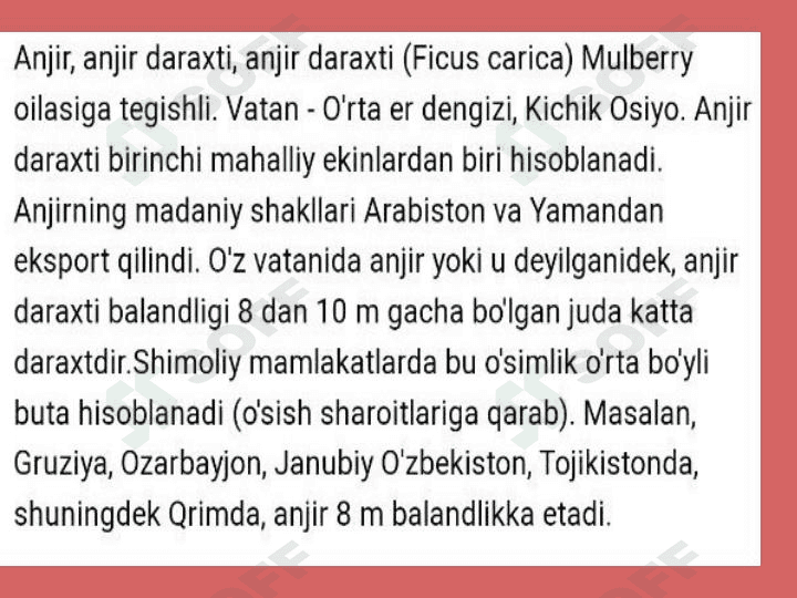 Anjir oʻsimligi haqida maʼlumot. 1