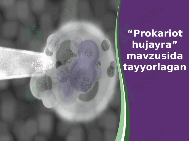 Prokariot hujayra 1