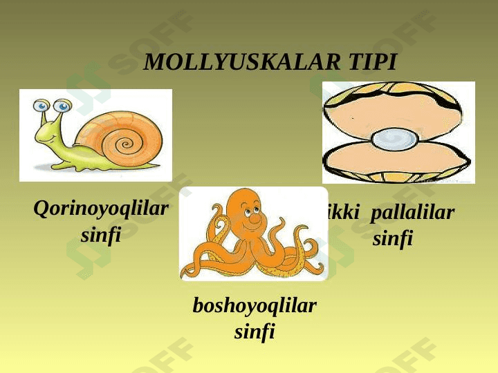 MOLLYUSKALAR TIPI 1