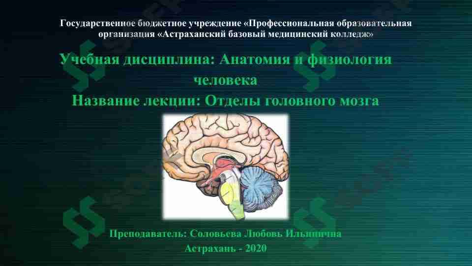Отделы головного мозга 1