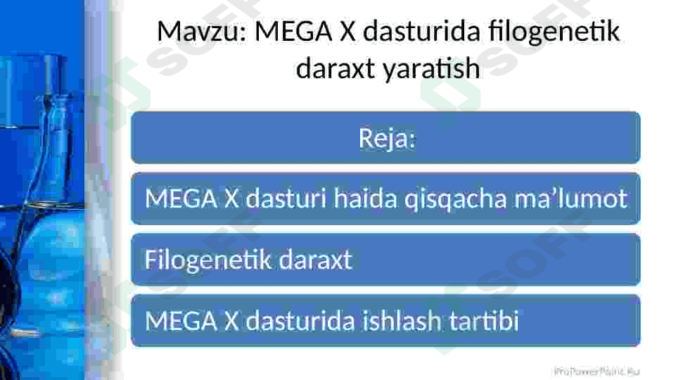 Mega X dasturida filigenetik daraxt yaratish 2