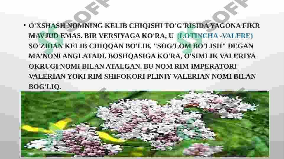 Valeriana o‘simligi va dorivorlik xususiyati 2