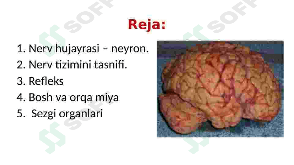 Nerv tizimi va Sezgi organlari 2