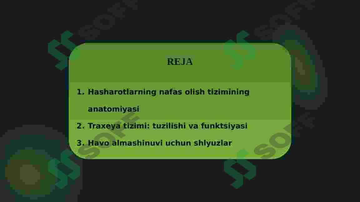 Hasharotlarning nafas olish sistemasi 2