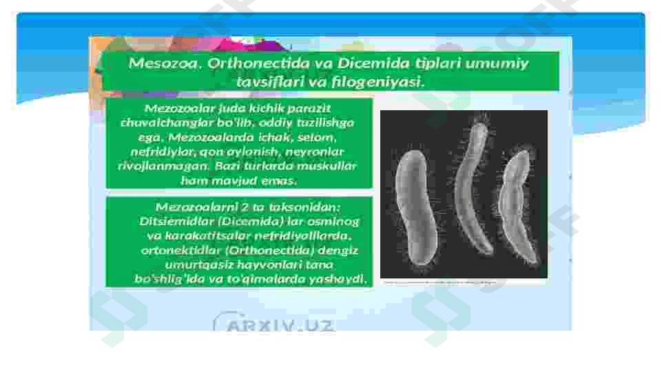 orthonectida va dicyemida tiplari 2