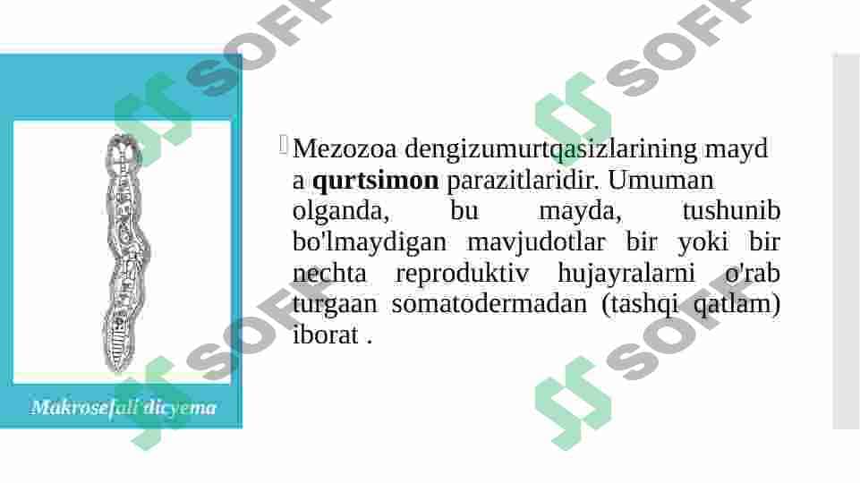 Mezozo 2