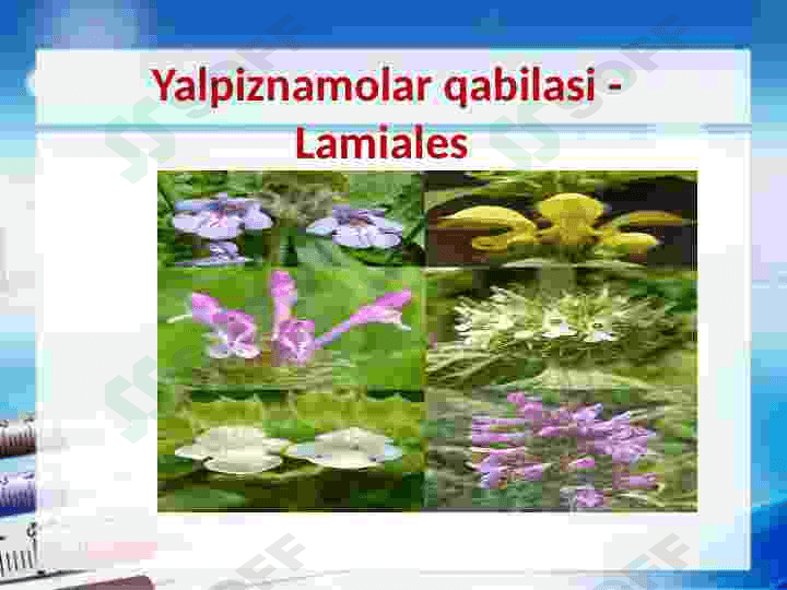 Yalpiznamolar qabilasi 2