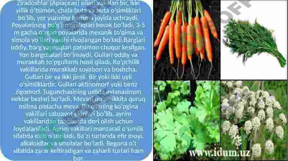 Ziradoshlar va Ituzumdoshlar oilalar hamda ularning dorivorlik xususiyatlari. 2