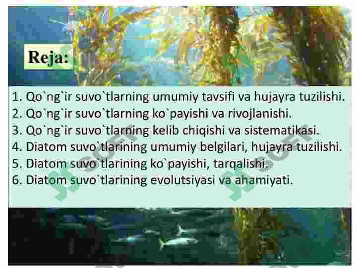 Qoʻnğir va diatom suvoʻtlar 2