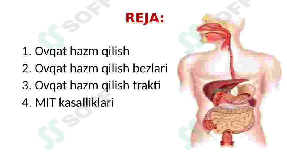 Ovqat hazm qilish organlari 2