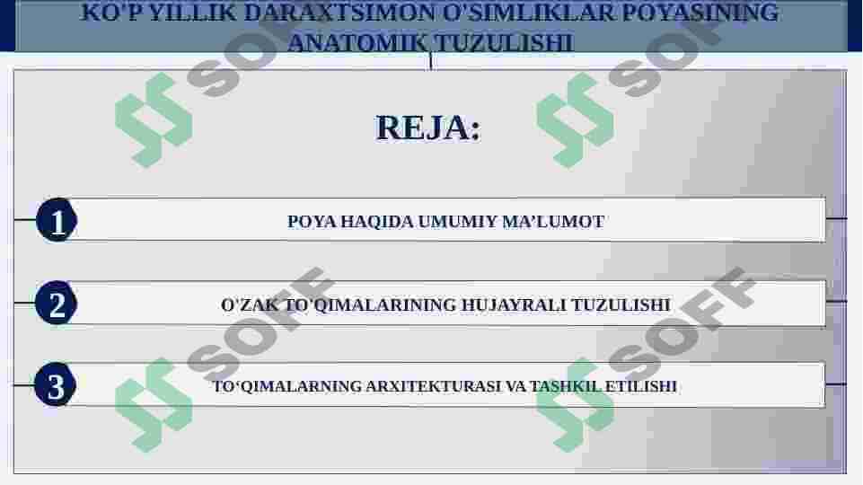KO'P YILLIK DARAXTSIMON O'SIMLIKLAR POYASINING ANATOMIK TUZULISHI 2