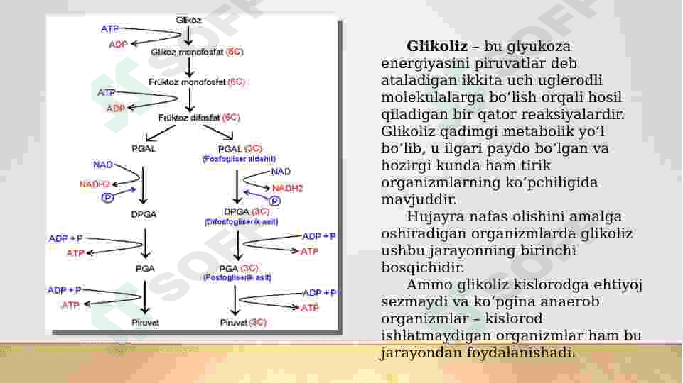 GLIKOLIZ.GLUKOZANING AHAMIYATI 2