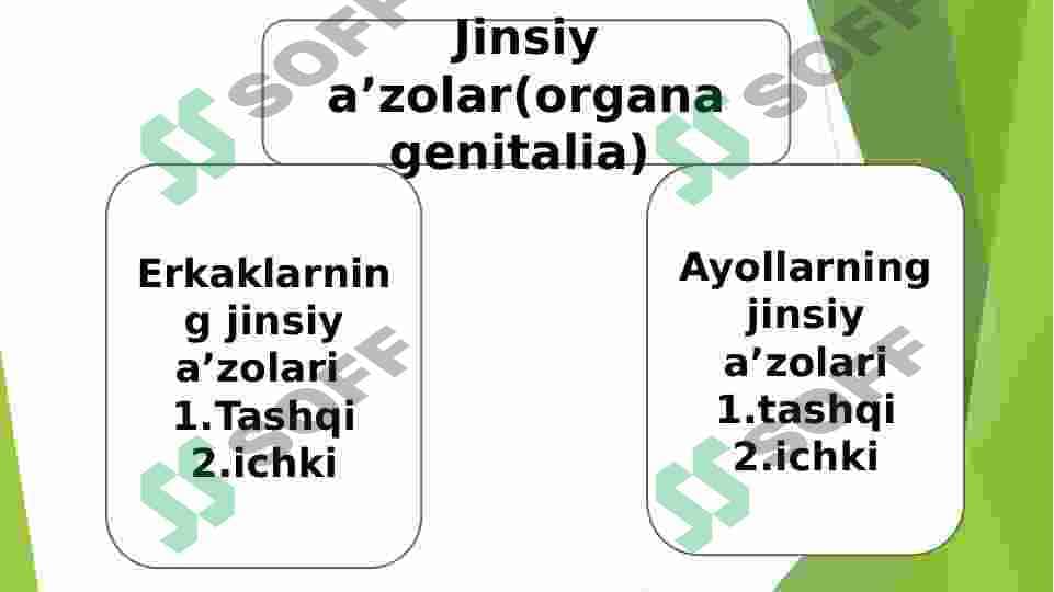 Erkaklarning jinsiy aʼzolari anatomiyasi 2