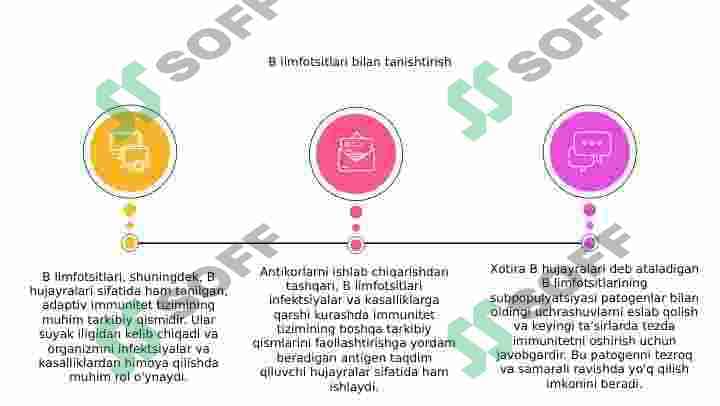 B limfotsitlar subpopulyatsiyasi 2