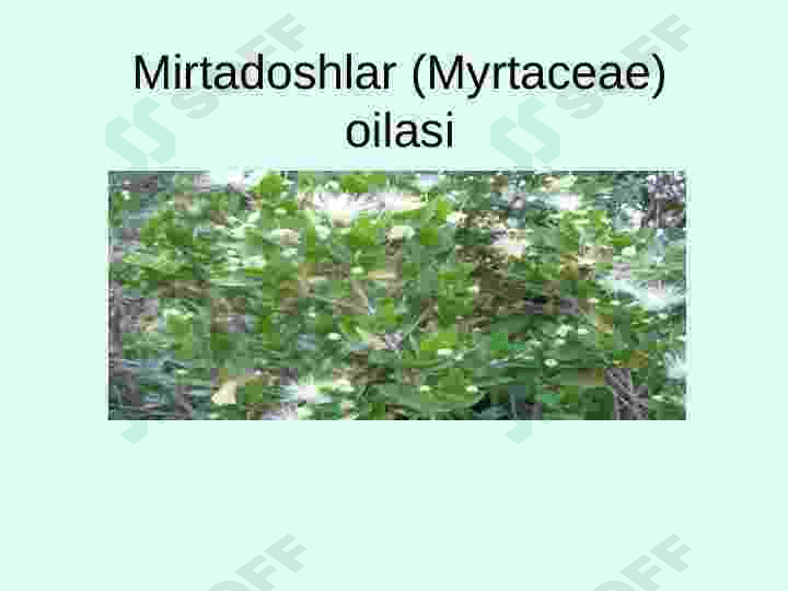 mirtanamolar qabilasi 2
