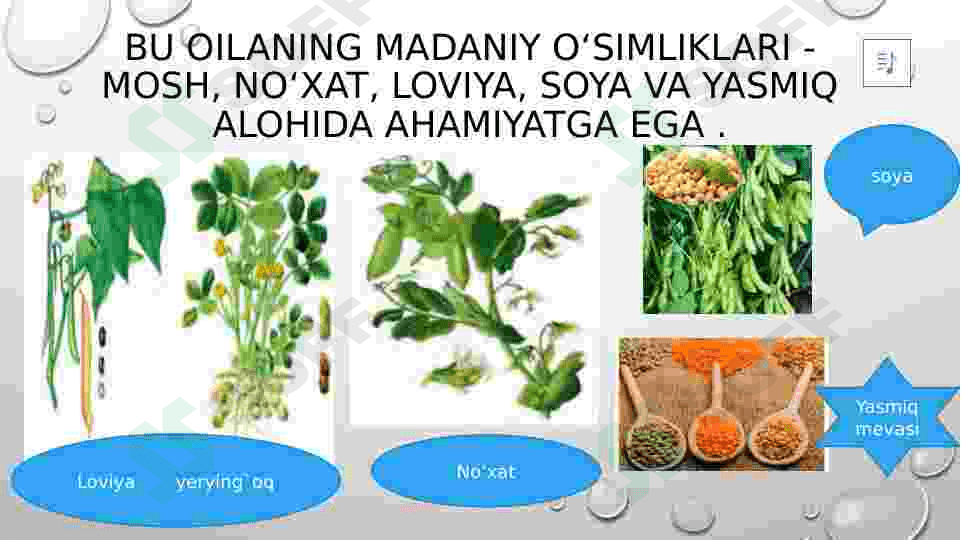 dukkakdoshlar oilasi 2