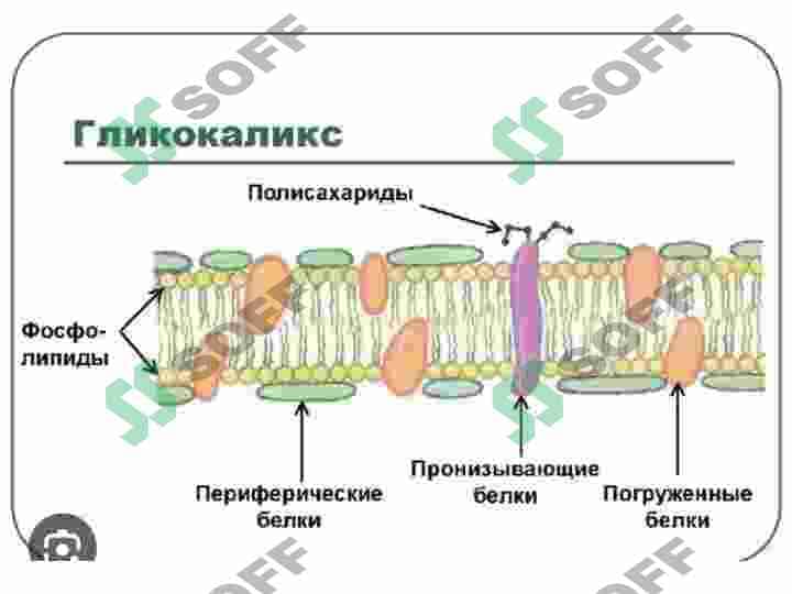 BIOLOGIK MEMBRANANING TUZULISHI 2