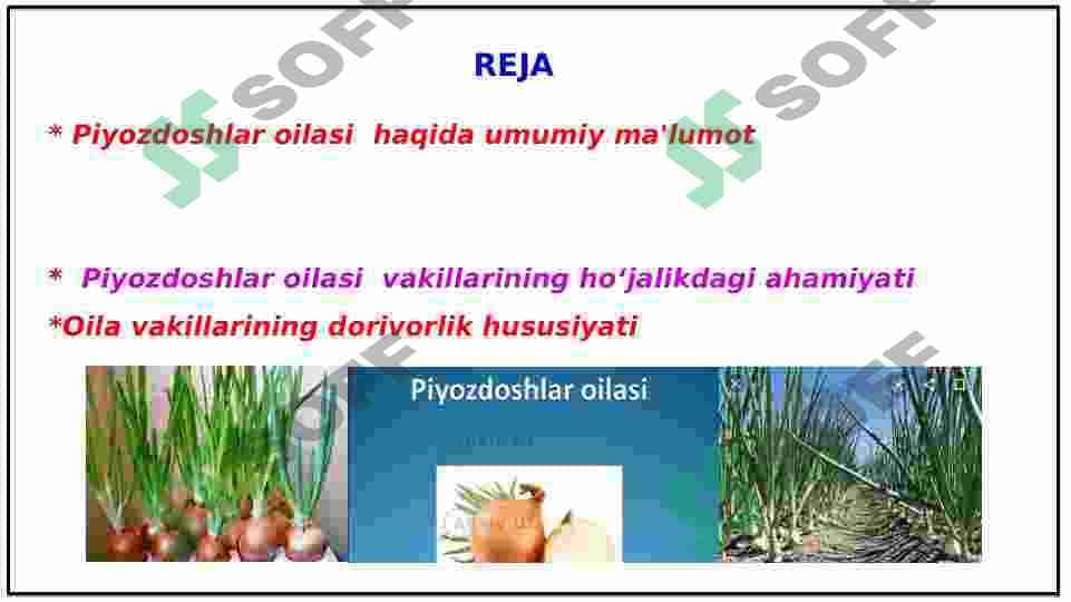 Piyozdoshlar oilasi va ularning dorivorlik hususiyati 2
