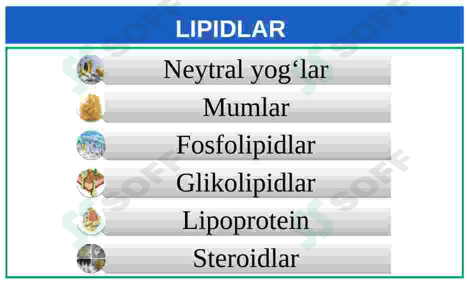 Lipidlarning tuzilishi, funksiyalari 2