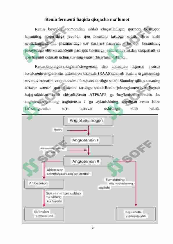 Renin fermentining tibbiyotdagi ahamiyati 2