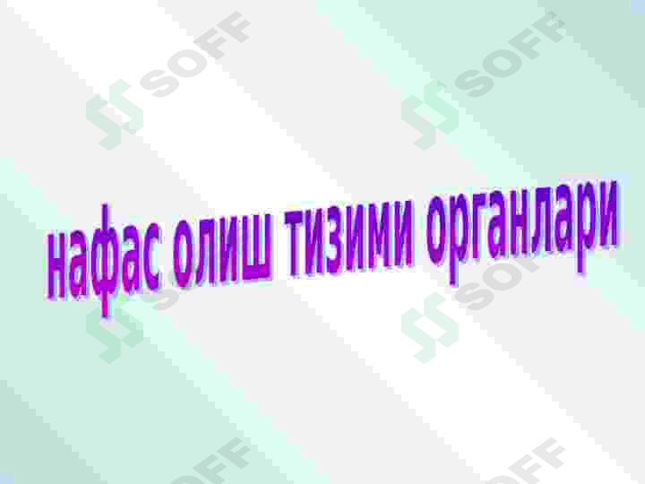 nafas olish tizimi 3