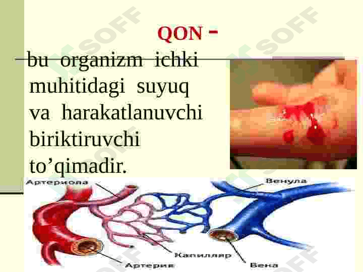 Qon tomir va limfa tizimi 3