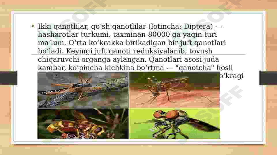 Ikki qanotlilar turkumi haqida. 3