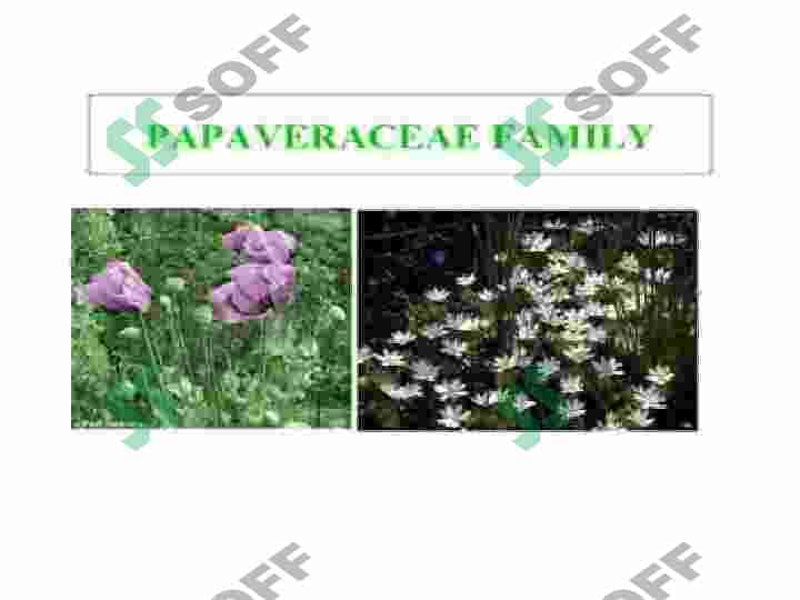 Papaveraceae-Koʻknoridoshlar. Koʻknoridoshlar oilasining dorivorlik xususiyatlari 3