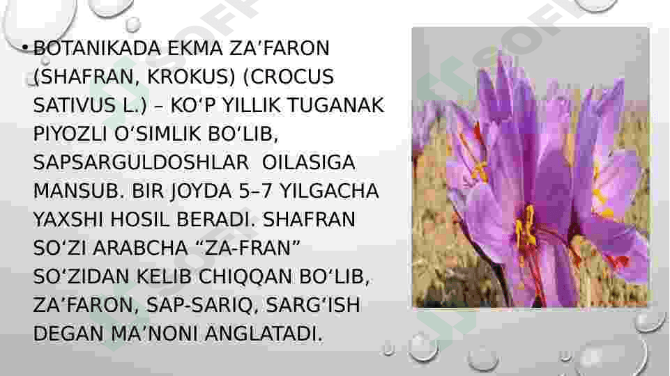 Zafaron oʻsimlik haqida 3