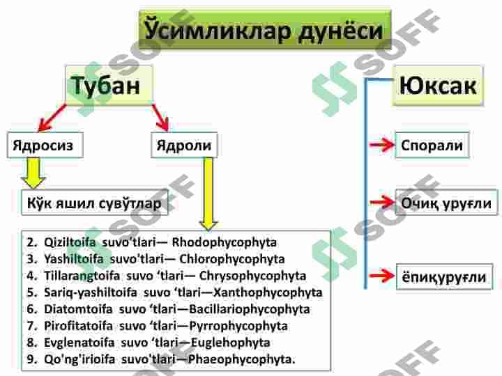 Koʻk yashil suvoʻtlar sinf 3