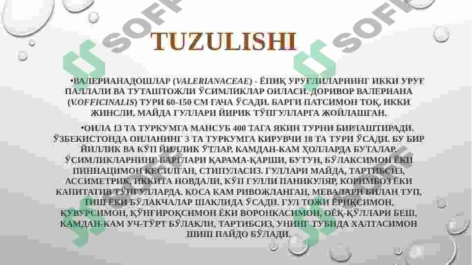 Valeriana o‘simligi va dorivorlik xususiyati 3