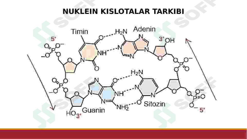 NUKLEIN KISLOTALAR.DNK VA RNK.OQSILLAR BIOSINTEZI 3