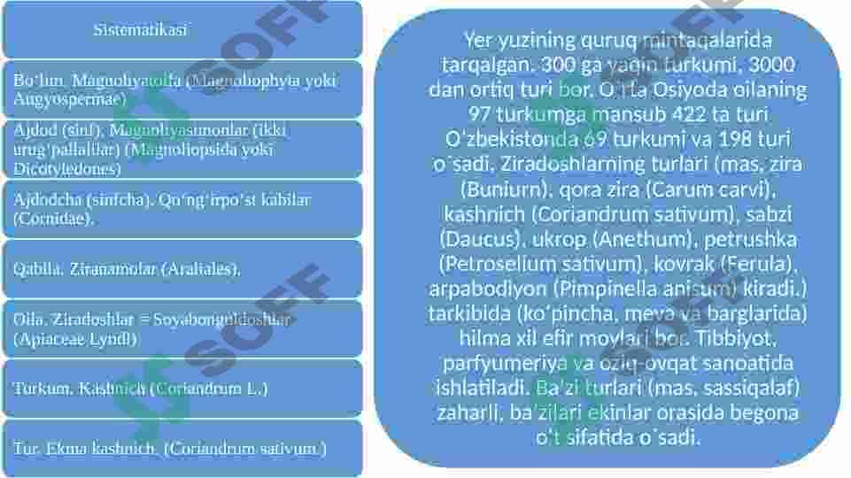 Ziradoshlar va Ituzumdoshlar oilalar hamda ularning dorivorlik xususiyatlari. 3