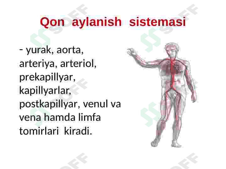 Yurak qon tomir tizimi 3