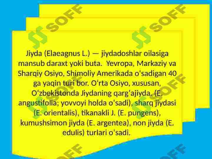 Jiydadoshlar oilasi va ularning dorivorlik xususiyatlari 3
