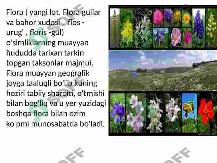 O'zbekiston va Qoraqalpog'iston florasini o'rganilish tarixi slayd 3