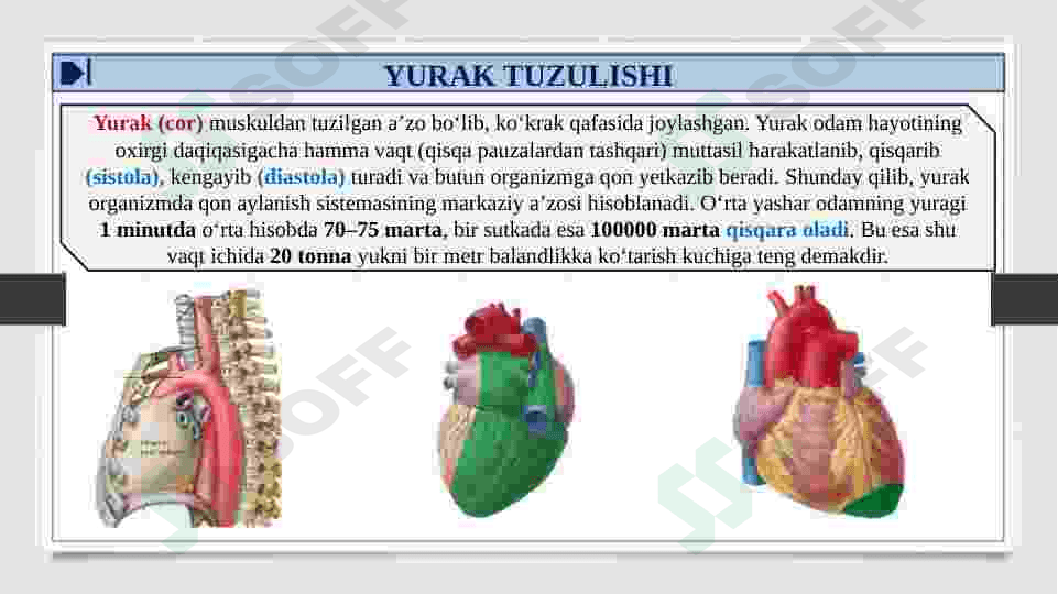 YURAK TOMOGRAFIYASI VA TUZILISHI. TASHQI VA ICHKI UYQU ARTERIYALARNING TUZILISHI VA TARMOQLARI 3