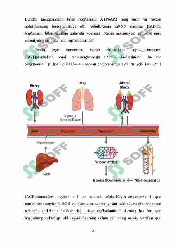 Renin fermentining tibbiyotdagi ahamiyati 3