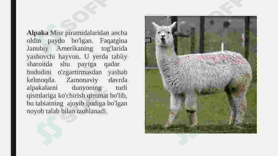 qadimgi savdo yo'llarida hayvonlar 3