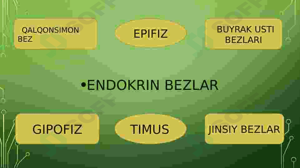 Endokrin fiziologiyasi 3