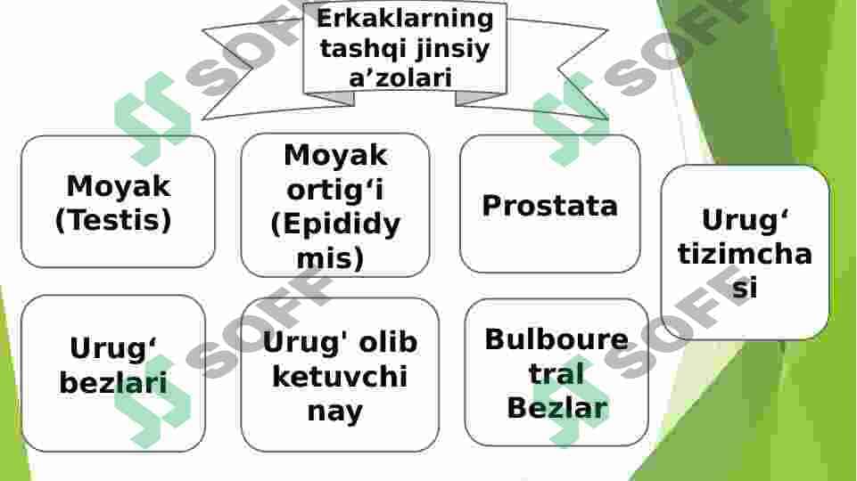 Erkaklarning jinsiy aʼzolari anatomiyasi 3